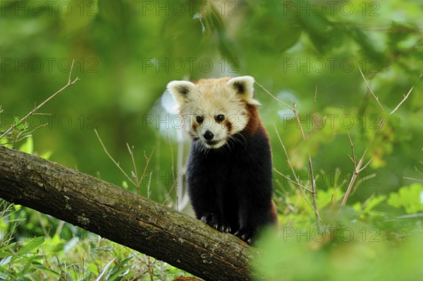 Red panda (Ailurus fulgens) on a bough, captive