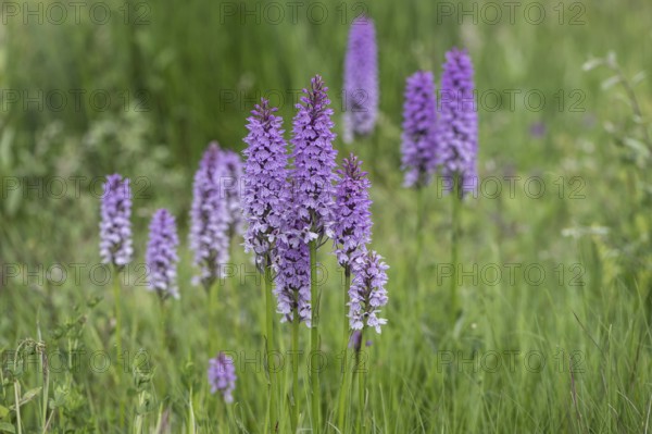 Southern marsh orchid (Dactylorhiza praetermissa), Emsland, Lower Saxony, Germany, Europe