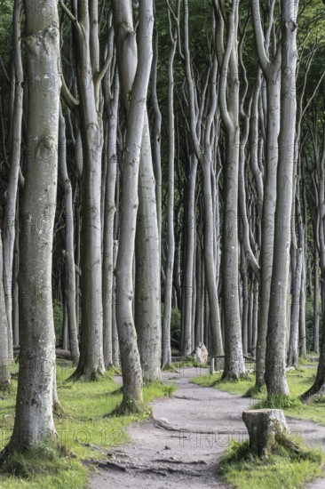 Beech forest (Fagus sylvatica), Ghost Forest Nienhagen, Mecklenburg-Western Pomerania, Germany, Europe