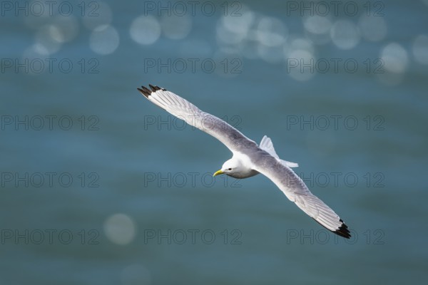 Black-legged Kittiwake, Rissa tridactyla, bird in flight over sea, Bempton Cliffs, North Yorkshire, England, United Kingdom, Europe
