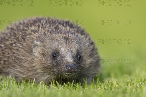 European hedgehog (Erinaceus europaeus) adult animal on a garden lawn, England, United Kingdom, Europe