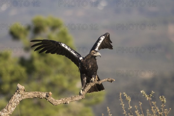 Iberian Eagle (Aquila adalberti), Spanish imperial eagle, Extremadura, Castilla La Mancha, Spain, Europe