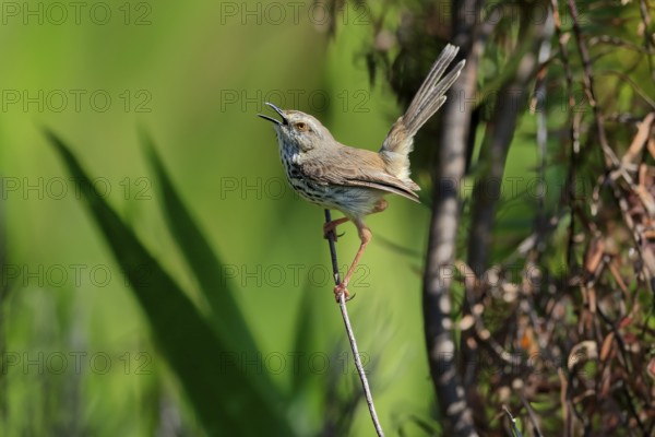 Spotted Prinia (Prinia maculosa), adult, on wait, singing, Kirstenbosch Botanical Gardens, Cape Town, South Africa, Africa