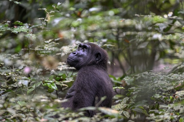 Western lowland gorilla (Gorilla gorilla gorilla), female, Loango National Park, Parc National de Loango, Ogooué-Maritime Province, Gabon, Africa
