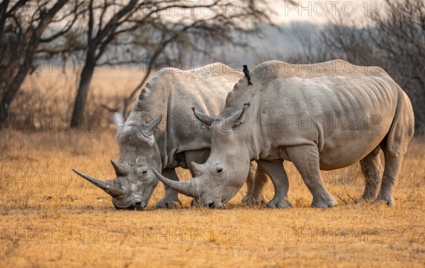 Southern white rhinoceros (Ceratotherium simum simum), two rhinos grazing in the evening light, Khama Rhino Sanctuary, Serowe, Botswana, Africa