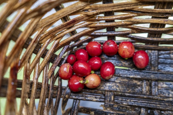 Coffea arabica fruit, Cocora Valley, Salento, Quindio, Colombia, South America