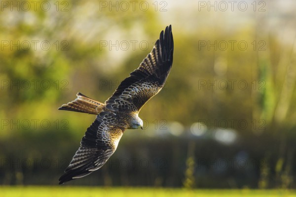 Red Kite, Milvus milvus, bird in flight