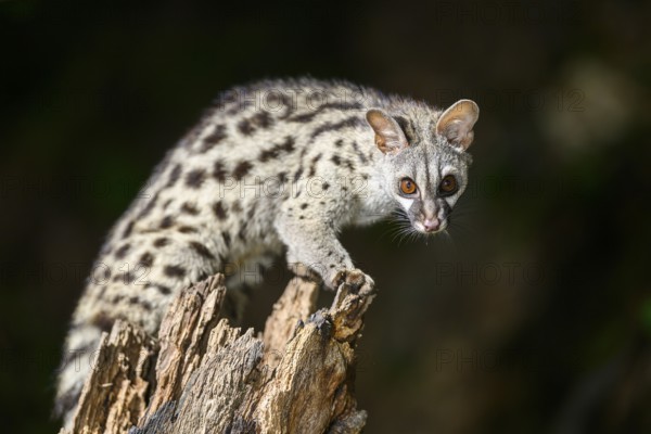 Common genet (Genetta genetta), climbing on a tree wildlife in a forest, Montseny National Park, Catalonia, Spain, Europe