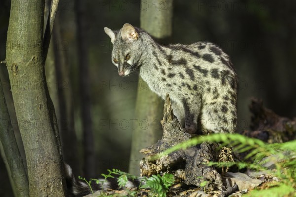 Common genet (Genetta genetta), wildlife in a forest, Montseny National Park, Catalonia, Spain, Europe