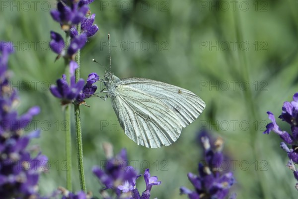 Cabbage butterfly (Pieris brassicae) female on a flower of true lavender (Lavandula angustifolia), Wilnsdorf, North Rhine-Westphalia, Germany, Europe