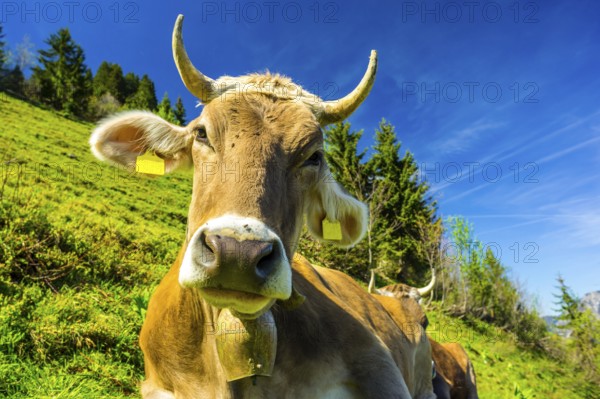 Single dairy cow, Allgaeuer Braunvieh, alpine meadow, near Oberstdorf, Allgaeu, Bavaria, Germany, Europe
