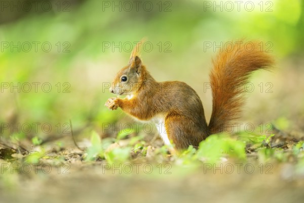 Red squirrel (Sciurus vulgaris) in a forest, Bavaria, Gernany