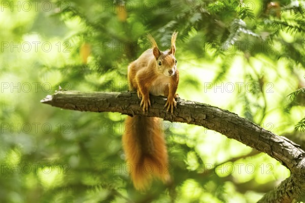 Red squirrel (Sciurus vulgaris) in a forest, Bavaria, Gernany