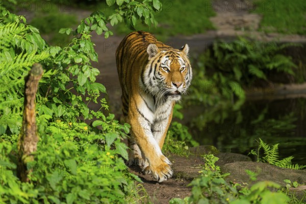 Siberian tiger or Amur tiger (Panthera tigris altaica) walking on the ground, Bavaria, Germany, Europe