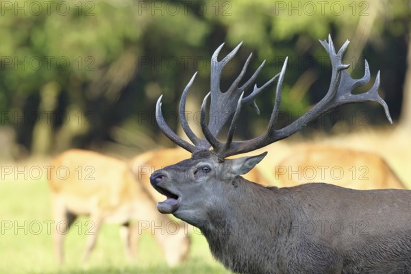 Red deer (Cervus elaphus) during the rutting season, a capital stag roaring in a forest clearing, animal portrait, wildlife, Sauerland, North Rhine-Westphalia, Germany, Europe