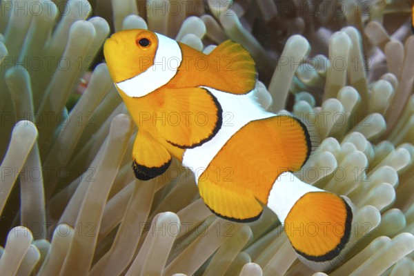 An orange and white Ocellaris Clownfish (Amphiprion ocellaris) swimming in a sea anemone in the ocean, dive site Coral Garden, Menjangan, Bali, Indonesia, Asia