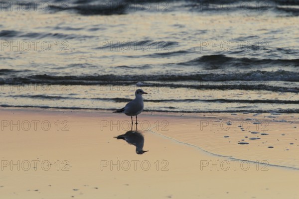Morning atmosphere at sunrise, September, Usedom, Mecklenburg-Western Pomerania, Germany, Europe