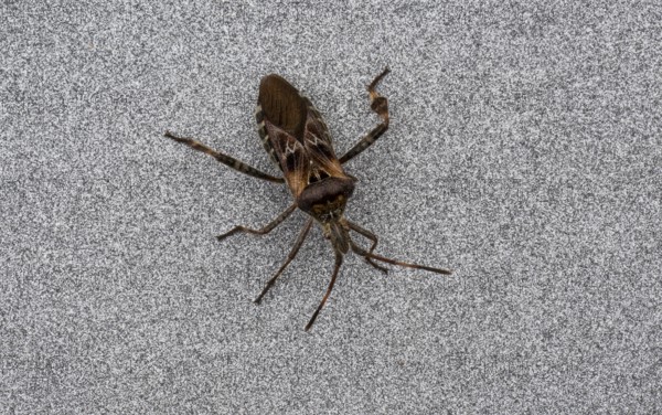Western conifer seed bug, also known as cone bug (Leptoglossus occidentalis), Stuttgart, Baden-Württemberg, Germany, Europe