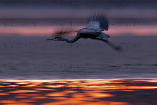 Grey heron, (Ardea cinerea), flying over the banks of a drained fish pond in the beautiful morning light, Lusatia, Saxony