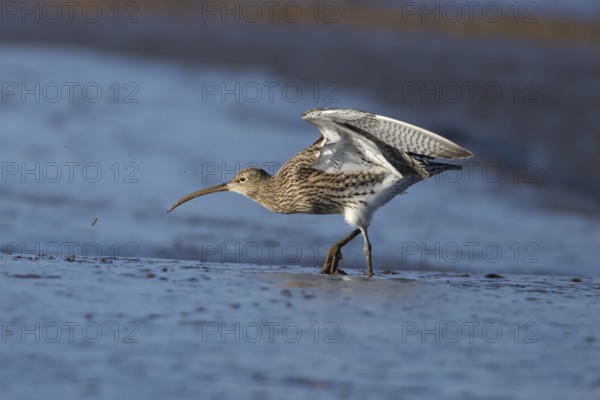 Eurasian curlew (Numenius arquata) adult bird feeding on a mudflat on a coastline, Norfolk, England, United Kingdom, Europe