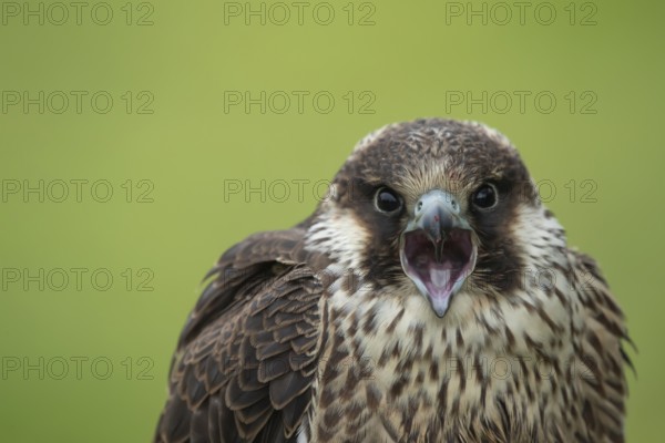Peregrine falcon (Falco peregrinus) juvenile bird of prey calling, Scotland, United Kingdom, Europe