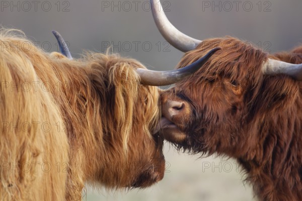 Highland cattle or cow (Bos taurus taurus) two adult farm animals greeting each other, England, United Kingdom, Europe