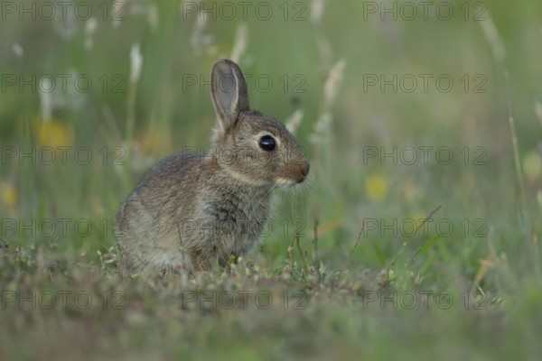 Rabbit (Oryctolagus cuniculus) wild juvenile baby animal resting in grassland in the summer, England, United Kingdom, Europe