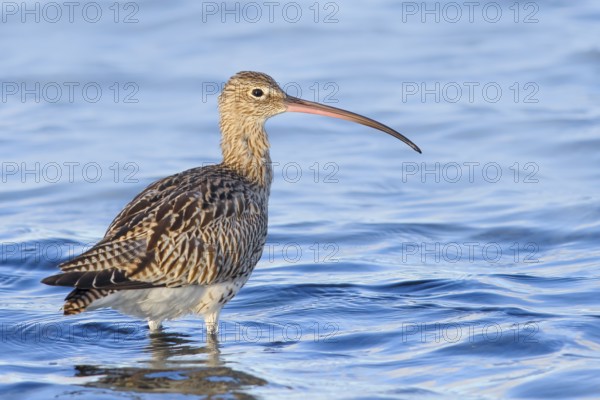 Eurasian curlew, Eurasian curlew (Numenius arquata) foraging in the shallow waters of the Baltic Sea, Wildlife, Waterfowl, Baltic Sea coast, Fehmarn Island, East Holstein, Schleswig-Holstein, Germany, Europe