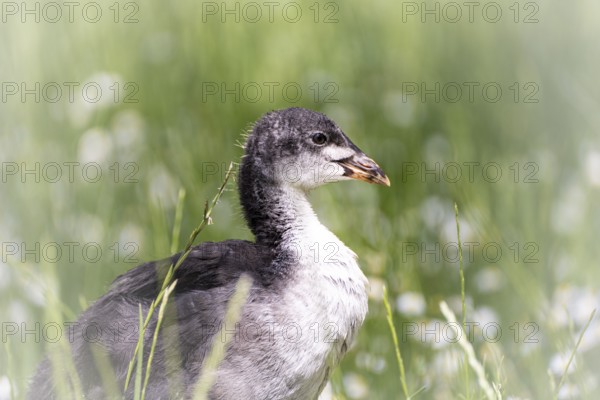 Eurasian Coot chicks (Fulica atra) standing in meadow surrounded by daisies, close-up, profile view, background green blurred grass, Dortmund, North Rhine-Westphalia, Germany, Europe