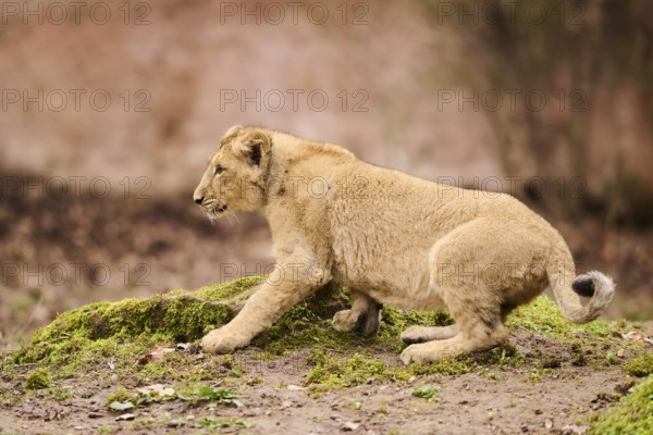 Asiatic lion (Panthera leo persica) cub walking on the ground, captive