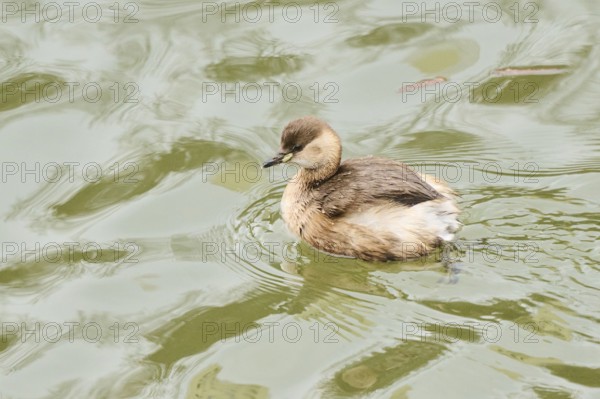 Little grebe (Tachybaptus ruficollis) swimming on a lake, Bavaria, Germany, Europe