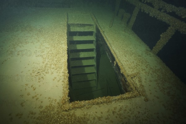 An open entrance on a shipwreck surrounded by water, covered with mussels, quagga triangle mussel (Dreissena rostriformis bugensis), invasive species, dive site wreck of the Jura, Lake Constance, Bottighofen, Switzerland, Münsterlingen, Germany, Europe