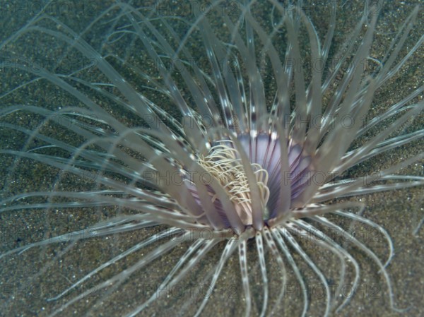 Close-up of a Banded cylinder rose (Pachycerianthus maua) with thin, transparent tentacles, dive site House Reef, Penyapangan, Bali, Indonesia, Asia
