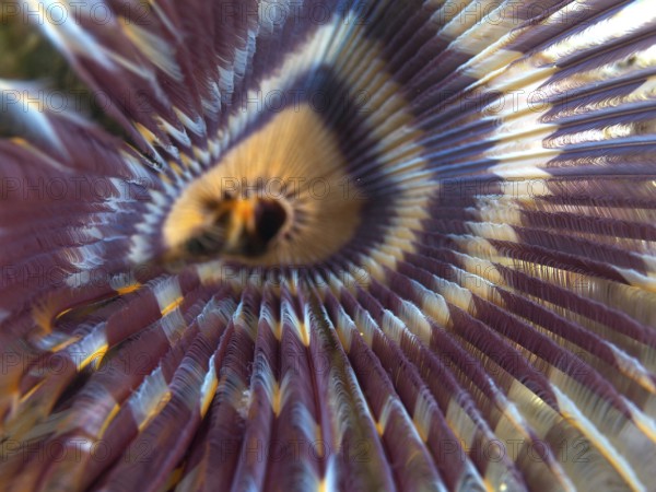 Close-up of a worm with radial pattern in purple and yellow, tube worm (Sabellastarte), dive site Napoleon, Permuteran, Bali, Indonesia, Asia