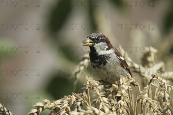House sparrow (Passer domesticus) male foraging in a wheat field, Allgäu, Bavaria, Germany Allgäu, Bavaria, Germany, Europe