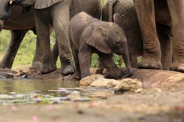 African elephant (Loxodonta africana), young animal, calf, baby elephant, mother, young animal with mother, at the water, drinking, Kruger National Park, Kruger National Park, South Africa, Africa