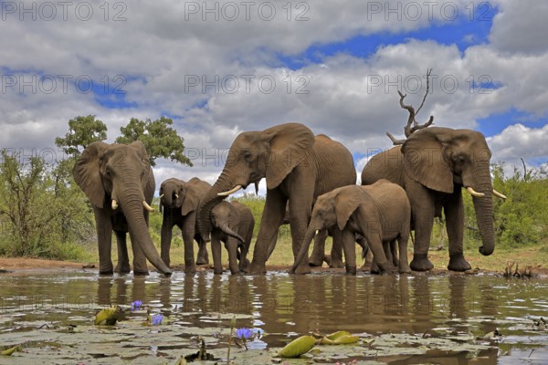 African elephant (Loxodonta africana), adult, juvenile, group, herd, at the water, drinking, Kruger National Park, Kruger National Park, South Africa, Africa