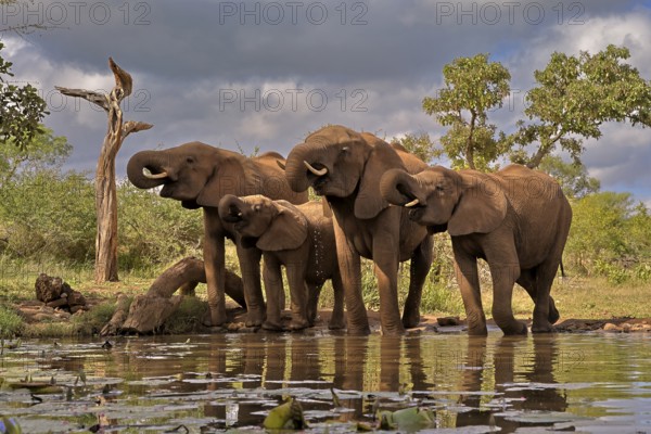 African elephant (Loxodonta africana), adult, juvenile, group, at the water, drinking, Kruger National Park, Kruger National Park, South Africa, Africa