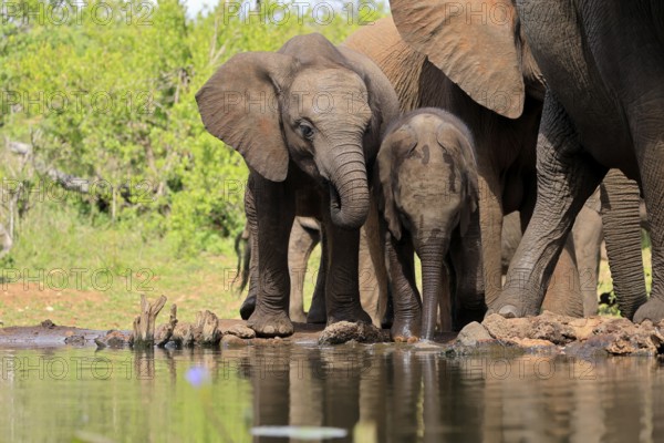 African elephant (Loxodonta africana), two young animals, at the water, drinking, Kruger National Park, Kruger National Park, South Africa, Africa