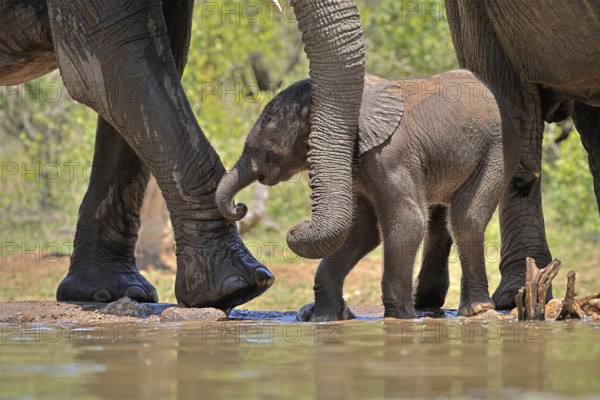 African elephant (Loxodonta africana), young animal, with mother, baby elephant, calf, at the water, drinking, social behaviour, Kruger National Park, Kruger National Park, South Africa, Africa