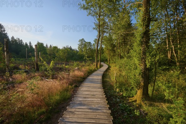 Wooden plank path leads through green forest in the sunshine, conveys peace and closeness to nature, Schwarzes Moor, Fladungen, Rhön, Bavaria, Germany, Europe
