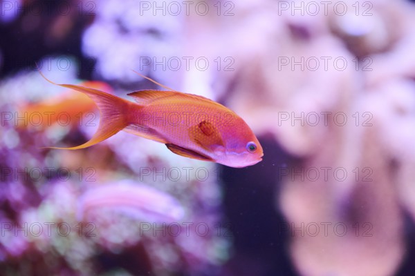 Sea goldie (Pseudanthias squamipinnis) in a aquarium, captive, Germany, Europe