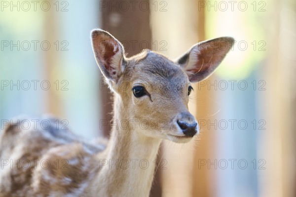 European fallow deer (Dama dama) youngster, portrait, in a forest, Bavaria, Germany, Europe