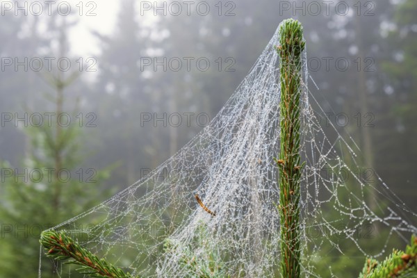 Spiderweb with morning dew on a spruce tree in a forest with mist at autumn