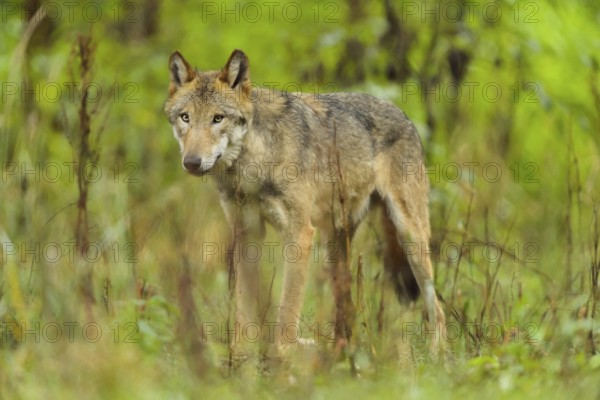 Wolf (Canis lupus), in forest, summer, Germany, Europe