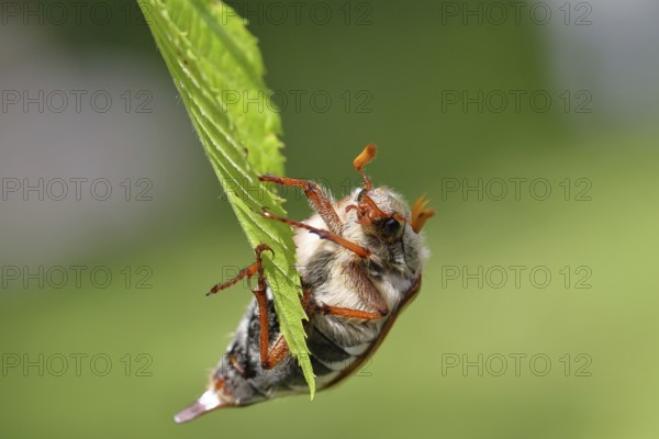 Northern cockchafer (Melolontha hippocastani), male, on leaves of a hornbeam (Carpinus betulus), Wilnsdorf, North Rhine-Westphalia, Germany, Europe