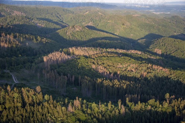 Forest, forest dieback, Harz, fir, Saxony-Anhalt, Germany, Europe