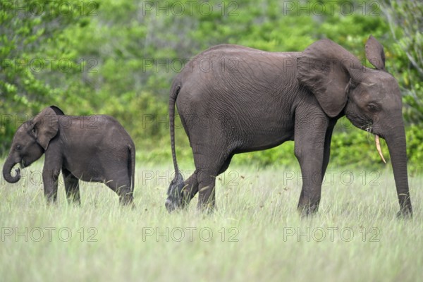 African forest elephants (Loxodonta cyclotis) in a clearing in Loango National Park, Parc National de Loango, mother with young, Ogooué-Maritime Province, Gabon, Africa