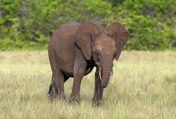African forest elephant (Loxodonta cyclotis) in a clearing in Loango National Park, Parc National de Loango, young animal, Ogooué-Maritime Province, Gabon, Africa