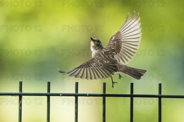 A juvenile spotted flycatcher (Muscicapa striata) flying over a metal fence in a green, natural environment, Hesse, Germany, Europe
